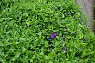 Vinca minor 'Atropurpurea'