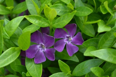 Pervenche mineure Vinca minor 'Atropurpurea' 5-10 Pot 9x9 cm (P9)