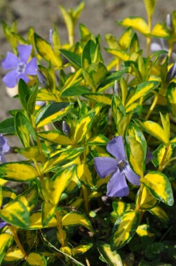 Pervenche mineure Vinca minor 'Illumination' 10-15 Pot 2 l (C2)