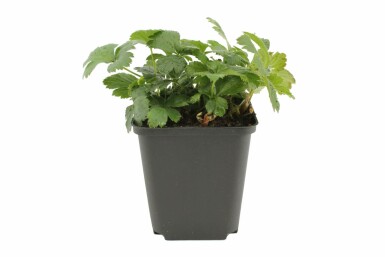 Faux fraisier Waldsteinia ternata 5-10 Pot 9x9 cm (P9)