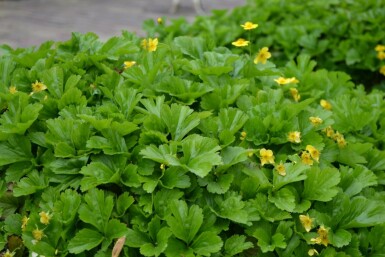 Faux fraisier Waldsteinia ternata 5-10 Pot 9x9 cm (P9) Waldsteinia ternata
