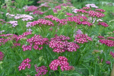 Achillée millefeuille Achillea millefolium 'Cerise Queen' Pot Achillea millefolium 'Cerise Queen'