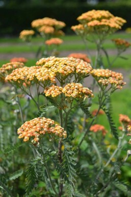 Achillée millefeuille Achillea millefolium 'Terracotta' Pot Achillea millefolium 'Terracotta'