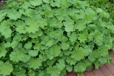 Alchémille molle Alchemilla mollis Pot Alchemilla mollis