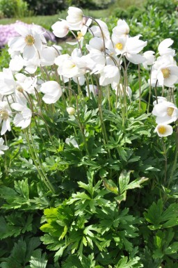 Anémone sylvestre Anemone sylvestris Pot Anemone sylvestris