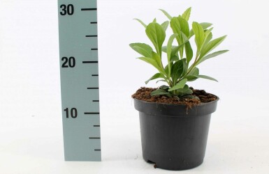 Aster de frikart Aster × frikartii 'Mönch' Pot Aster × frikartii 'Mönch'