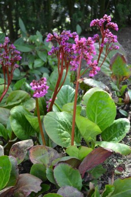 Bergénie à feuilles en coeur Bergenia cordifolia Pot Bergenia cordifolia