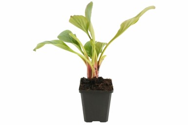 Bergénie à feuilles en coeur Bergenia cordifolia 'Bressingham White' Pot Bergenia cordifolia 'Bressingham White'