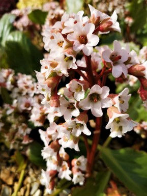 Bergénie à feuilles en coeur Bergenia cordifolia 'Bressingham White' Pot Bergenia cordifolia 'Bressingham White'