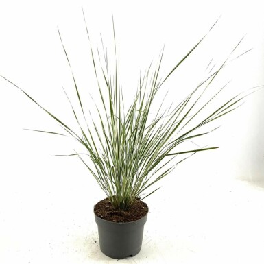 Calamagrostide à fleurs aiguës Calamagrostis × acutiflora 'Overdam' Pot Calamagrostis × acutiflora 'Overdam'