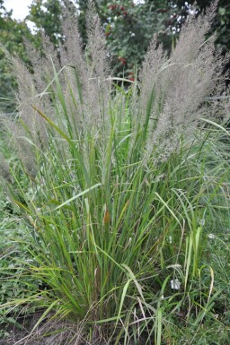 Calamagrostide roseau Calamagrostis brachytricha Pot Calamagrostis brachytricha
