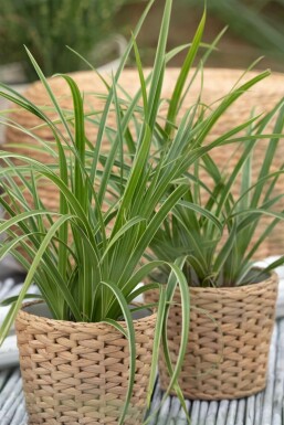 Laîche du Japon Carex morrowii 'Ice Dance' Pot Carex morrowii 'Ice Dance'