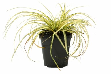 Laîche d'Oshima Carex oshimensis 'Evergold' Pot Carex oshimensis 'Evergold'