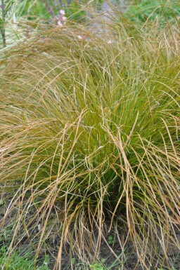 Laîche Carex testacea 'Prairie Fire' Pot Carex testacea 'Prairie Fire'