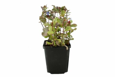 Cératostigma faux plumbago Ceratostigma plumbaginoides Pot Ceratostigma plumbaginoides
