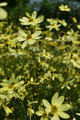 Coréopside verticillée Coreopsis verticillata 'Moonbeam' Pot Coreopsis verticillata 'Moonbeam'