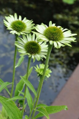 Échinacée pourpre Echinacea purpurea 'Green Jewel' Pot Echinacea purpurea 'Green Jewel'