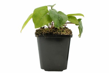 Échinacée pourpre Echinacea purpurea 'Magnus' Pot Echinacea purpurea 'Magnus'