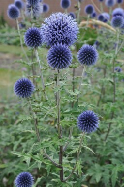 Échinops du Bannat Echinops bannaticus 'Blue Glow' Pot Echinops bannaticus 'Blue Glow'
