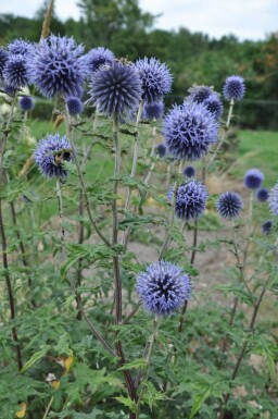 Échinops du Bannat Echinops bannaticus 'Blue Glow' Pot Echinops bannaticus 'Blue Glow'