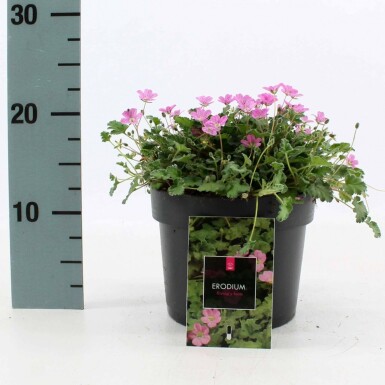 Bec de héron Erodium × variabile 'Bishop's Form' Pot Erodium × variabile 'Bishop's Form'