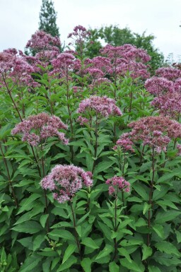 Eupatoire maculée Eupatorium maculatum 'Atropurpureum' Pot Eupatorium maculatum 'Atropurpureum'