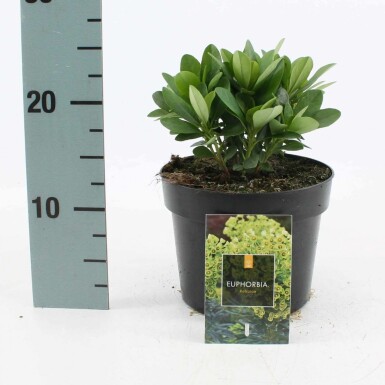 Euphorbe faux amandier Euphorbia amygdaloides 'Robbiae' Pot Euphorbia amygdaloides 'Robbiae'