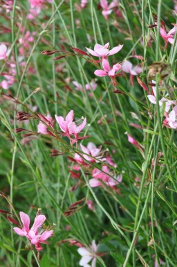 Gaura lindheimeri 'Siskiyou Pink'