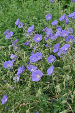 Géranium Geranium 'Brookside' Pot Geranium 'Brookside'