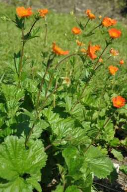 Benoïte écarlate Geum coccineum 'Borisii' Pot Geum coccineum 'Borisii'