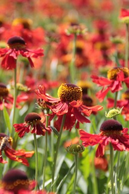 Hélénie Helenium 'Moerheim Beauty' Pot Helenium 'Moerheim Beauty'