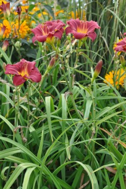 Hémérocalle Hemerocallis 'Sammy Russell' Pot Hemerocallis 'Sammy Russell'