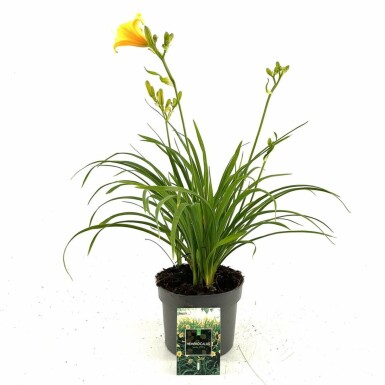 Hémérocalle Hemerocallis 'Stella de Oro' Pot Hemerocallis 'Stella de Oro'