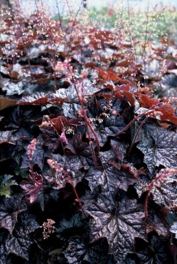 Heuchère pourpre Heuchera micrantha 'Palace Purple' Pot Heuchera micrantha 'Palace Purple'