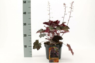 Heuchère pourpre Heuchera micrantha 'Palace Purple' Pot Heuchera micrantha 'Palace Purple'