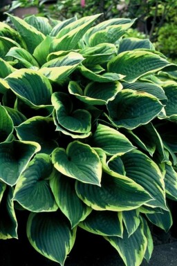 Funkia Hosta fortunei 'Aureomarginata' Pot Hosta fortunei 'Aureomarginata'