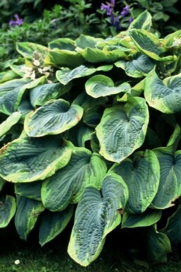 Hosta bleu Hosta sieboldiana 'Frances Williams' Pot Hosta sieboldiana 'Frances Williams'