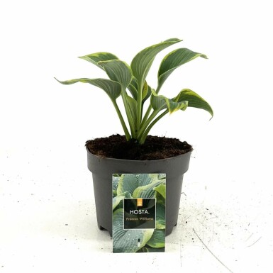 Hosta bleu Hosta sieboldiana 'Frances Williams' Pot Hosta sieboldiana 'Frances Williams'
