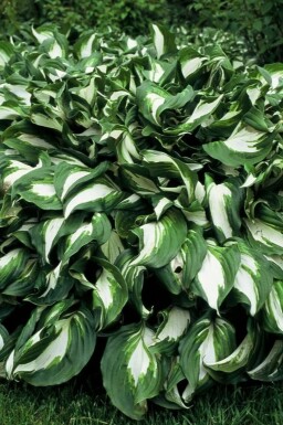 Funkia Hosta undulata 'Mediovariegata' Pot Hosta undulata 'Mediovariegata'