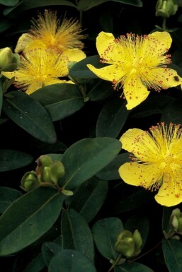 Millepertuis calycinal Hypericum calycinum Pot Hypericum calycinum