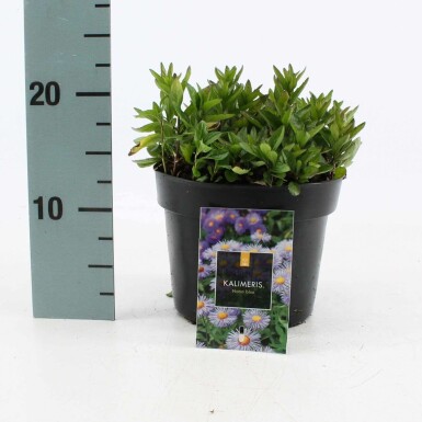 Kalimeris incisée 'alba' Kalimeris incisa 'Nana Blue' Pot Kalimeris incisa 'Nana Blue'