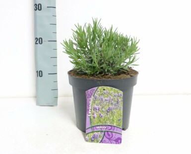 Lavande à feuilles étroites Lavandula angustifolia 'Hidcote' Pot Lavandula angustifolia 'Hidcote'