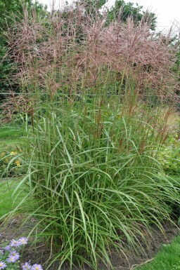 Miscanthus de Chine Miscanthus sinensis 'Ferner Osten' Pot Miscanthus sinensis 'Ferner Osten'