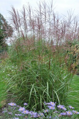 Miscanthus de Chine Miscanthus sinensis 'Ferner Osten' Pot Miscanthus sinensis 'Ferner Osten'