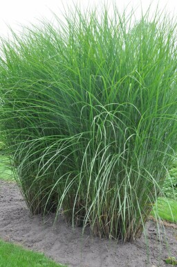 Miscanthus de Chine Miscanthus sinensis 'Gracillimus' Pot Miscanthus sinensis 'Gracillimus'