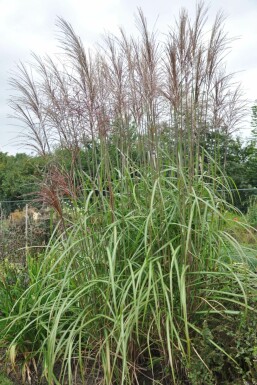 Miscanthus de Chine Miscanthus sinensis 'Malepartus' Pot Miscanthus sinensis 'Malepartus'