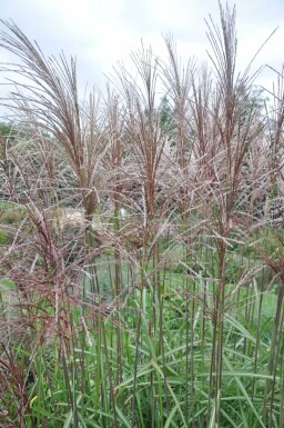 Miscanthus de Chine Miscanthus sinensis 'Malepartus' Pot Miscanthus sinensis 'Malepartus'