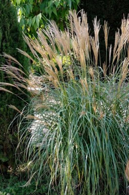Miscanthus de Chine Miscanthus sinensis 'Yakushima Dwarf' Pot Miscanthus sinensis 'Yakushima Dwarf'
