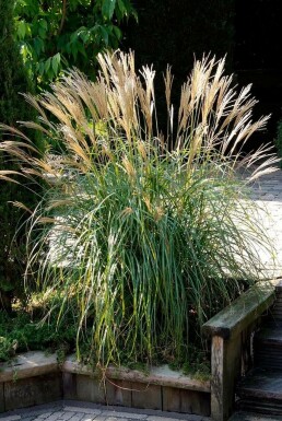 Miscanthus de Chine Miscanthus sinensis 'Yakushima Dwarf' Pot Miscanthus sinensis 'Yakushima Dwarf'