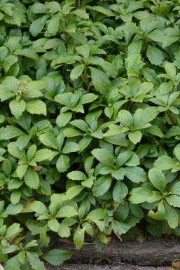 Pachysandra terminal Pachysandra terminalis Pot Pachysandra terminalis